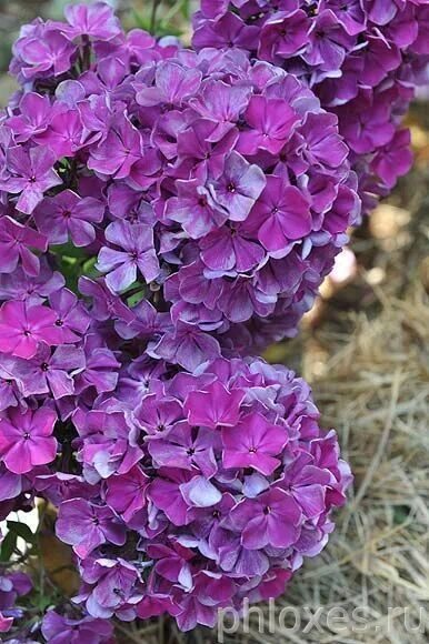 флокс метельчатый серебряный. флокс серебряный. флокс метельчатый князь серебрянный. флокс метельчатый князь серебряный. флокс метельчатый анна каренина.