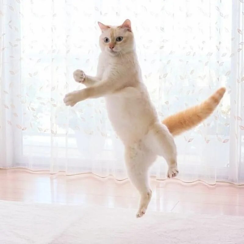 Где котики танцуют. Танцующий кот Чако. Танцующий кот Чако из Японии. Кошка в прыжке. Кошка танцует.