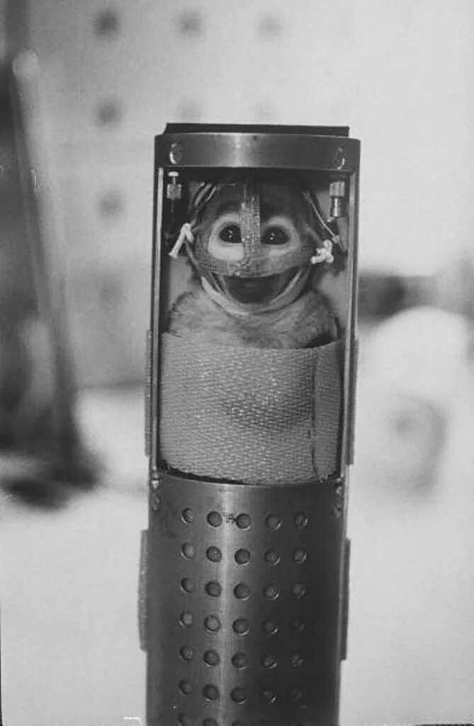 Первая обезьяна полетевшая в космос. Обезьяны Эйбл и Мисс Бейкер. Макак-резус Эйбл и беличья обезьяна Мисс Бейкер. Эйбл и Бейкер в космосе. Макак резус Эйбл и Мисс Бейкер в космосе.