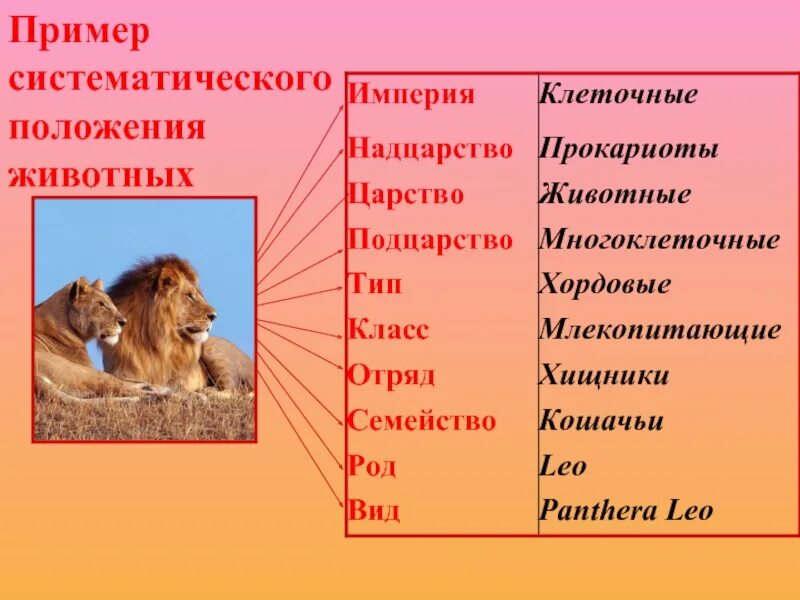 Уровни организации млекопитающих. Царство животные Надцарство Империя. Надцарство царство Тип класс отряд. Систематика животных. Систематические категории животных.