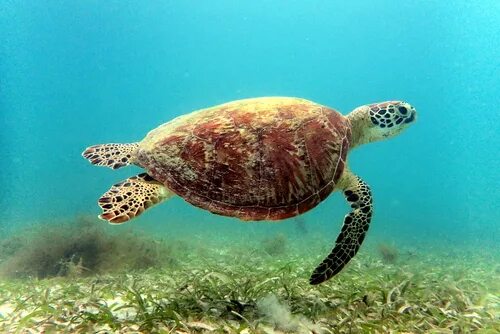 Зеленая черепаха фото Why Are So Many Sea Turtles Eating Plastic (With images) Sea turtle, Baby sea t