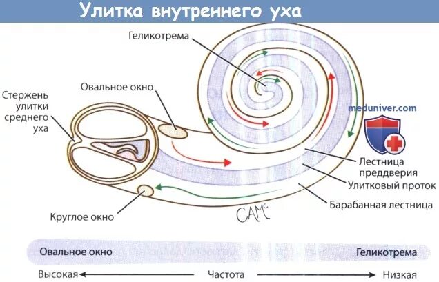 Строение улитки уха. Строение внутреннего уха круглое окно. Строение внутреннего уха геликотрема. Овальное окно улитки внутреннего уха. Окно улитки расположено