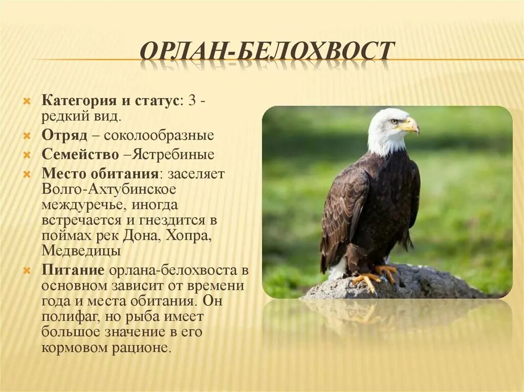 Сообщение о редких видах птиц. Птицы Волгоградской области занесенные в красную книгу. Хищные птицы занесенные в красную книгу. Животные красной книги Волгоградской области. Птицы Волгоградской области из красной книги.