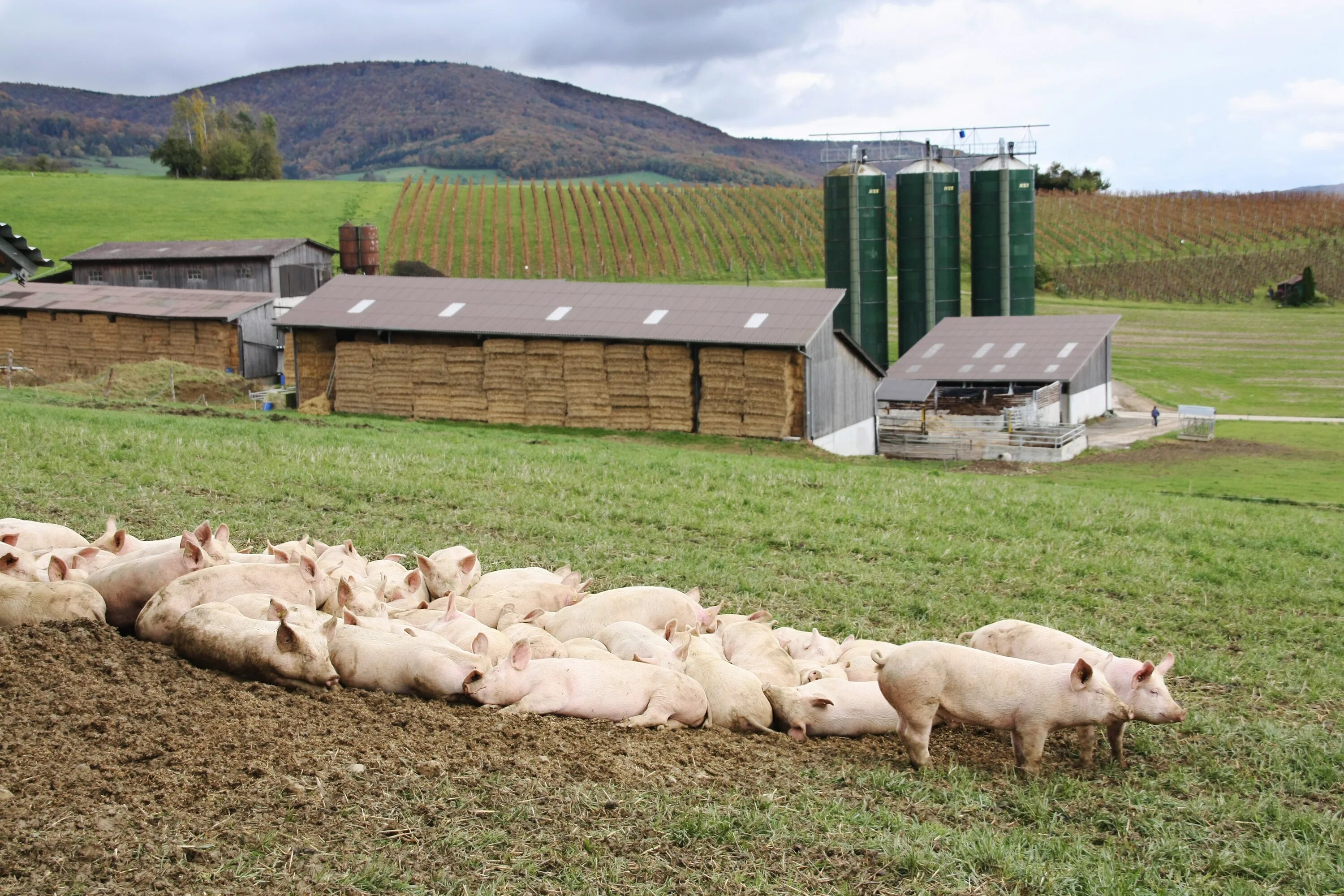 Свиньи на пастбище. Современный свинарник. Свиньи на ферме. Свинарник ферма. Свиньи на участке