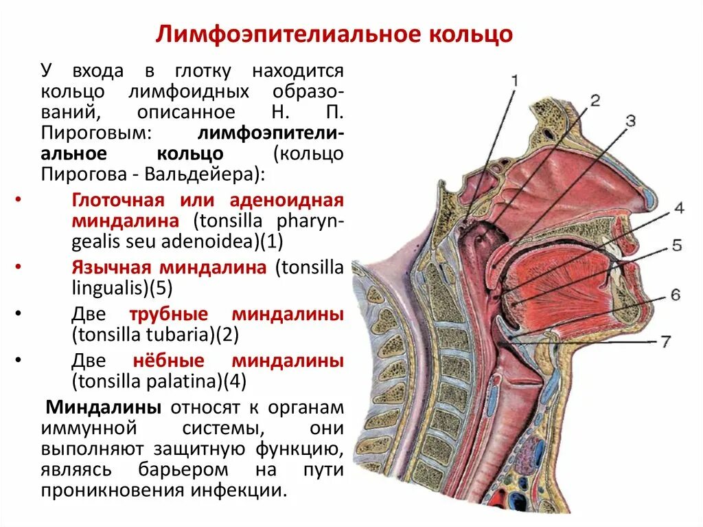 Чувствительность глотки. Лимфоэпителиальное глоточное кольцо Пирогова-Вальдейера. Лимфаденоидное глоточное кольцо Вальдейера-Пирогова. Лимфоэпителиальное глоточное кольцо анатомия. Кольцо Пирогова Вальдейера анатомия.