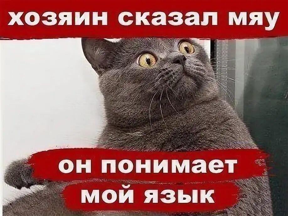 Котик скажи мяу