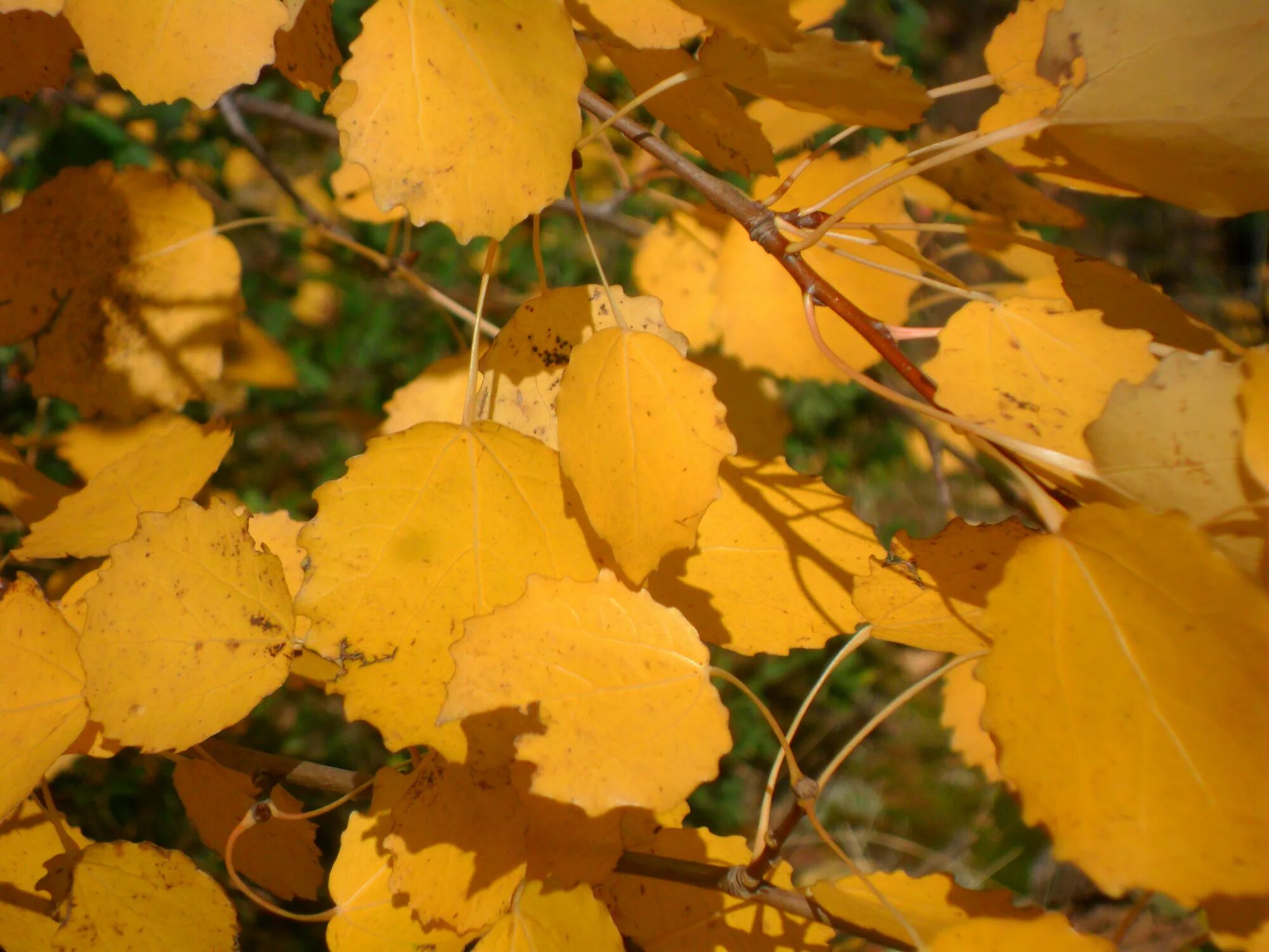 Осина осенью. Листья Осинки. Осиновый листок. Тополь дрожащий осенняя окраска. Осинка листья осенью