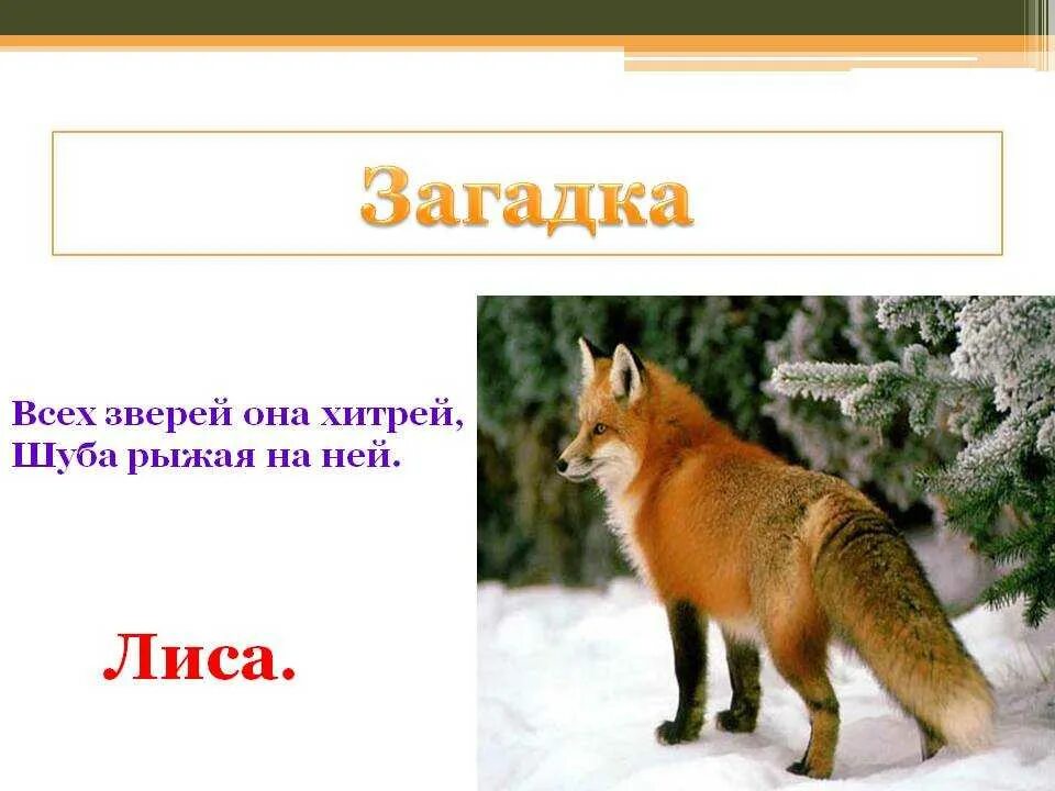 Загадка про лису. Загадка про лицо. Загадка про лису для детей. Загадки о лисах. Fox ответы