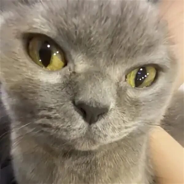 Мимимамому когда вышла. Мимимамому. мимимамому мем. дилблин мимимамому. мимимаму ава.