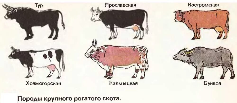 Крупный рогатый скот кто относится. Породы крупного рогатого скота. породы крупно рогатого скота. крупный рогатый скот виды. название коров.