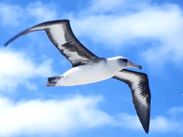 Birds of The World: Albatross (Diomedeidae)