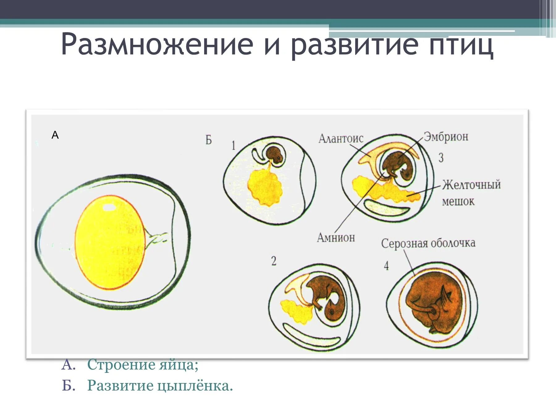 Размножение птиц презентация 7 класс