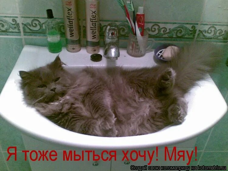 что делать если не хочешь мыться. не хочу купаться. я хочу купаться. смешные котики в ванной. я тоже мыться.
