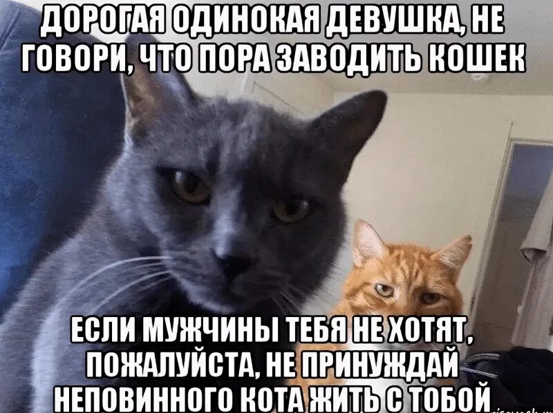 Независимый кот. Мемы про котов. Про одиноких женщин и кошек. Прикол про 40 кошек.