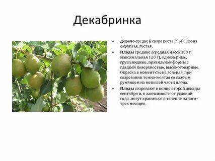 Среда обитания яблони