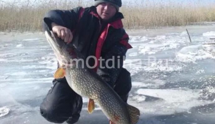 Село вышка астраханская область. Рыбалка вышка астраханская. Маяк вышка астраханская область. Лотос каспийский астрахань. Поселок вышка астраханская область.