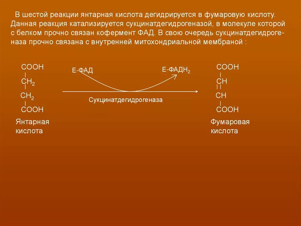 Янтарная кислота сукцинатдегидрогеназа. Реакция окисления янтарной кислоты. Фумаровая кислота реакции. Янтарная кислота в фумаровую кислоту реакция. Которая будет давать реакцию на