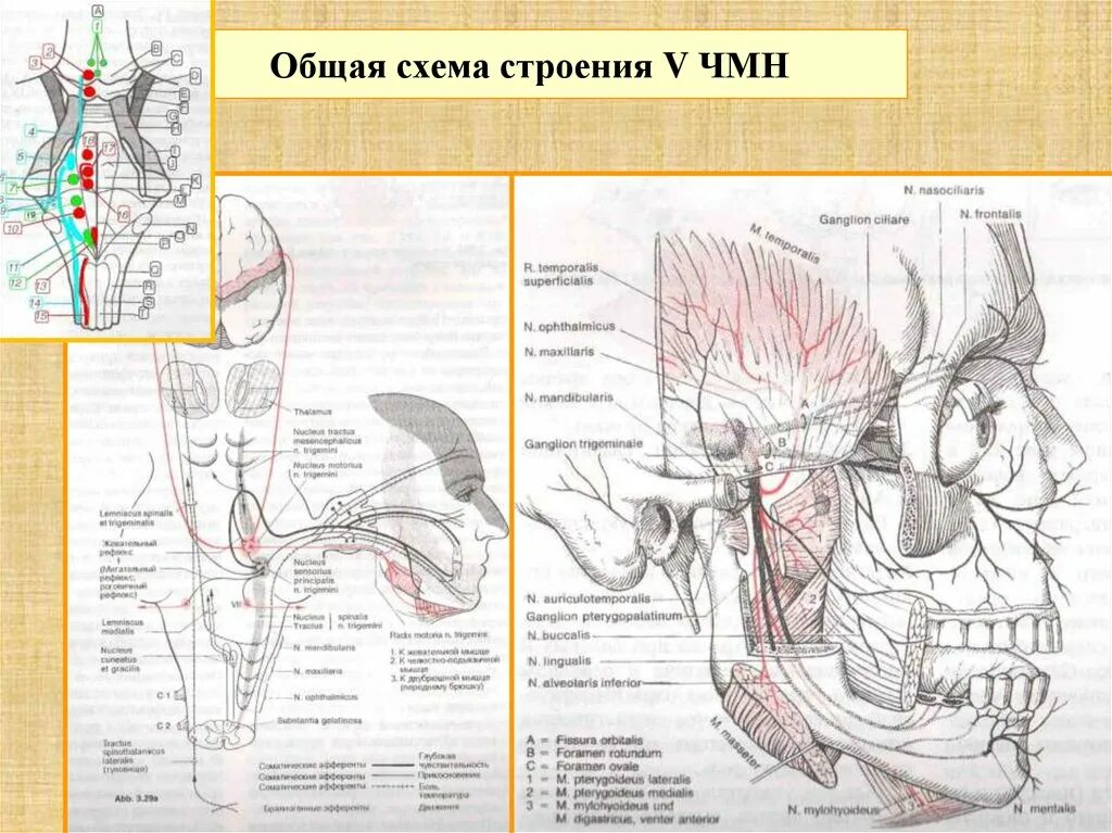 Сплетение черепных нервов. Схема строения черепных нервов. 12 Пар черепных нервов схема. Строение черепно мозговых нервов анатомия. Схемы черепных нервов анатомия.