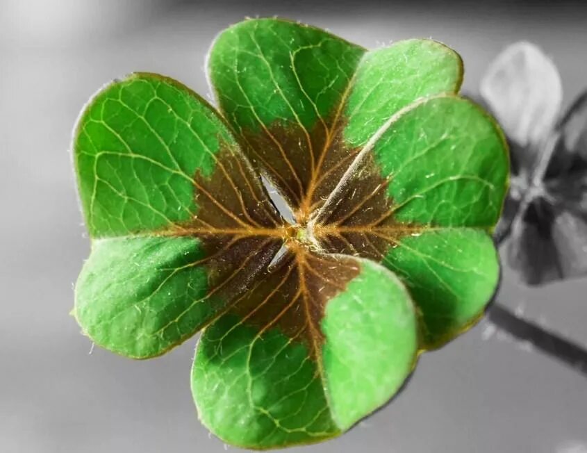 Заставка на удачу и деньги. Четырехлистный клевер на удачу. Удача и богатство. Сувениры на удачу и деньги. Символ богатства и процветания.