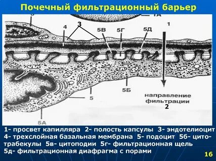 Просвет капилляра