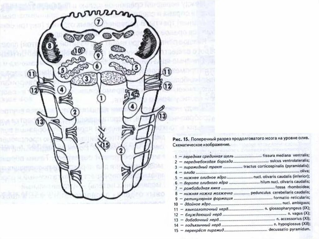 Каким номером на рисунке обозначен продолговатый мозг. Продолговатый мозг строение в разрезе. Строение продолговатого мозга срез. Поперечный разрез продолговатого мозга ядра. Продолговатый мозг поперечный разрез схема.