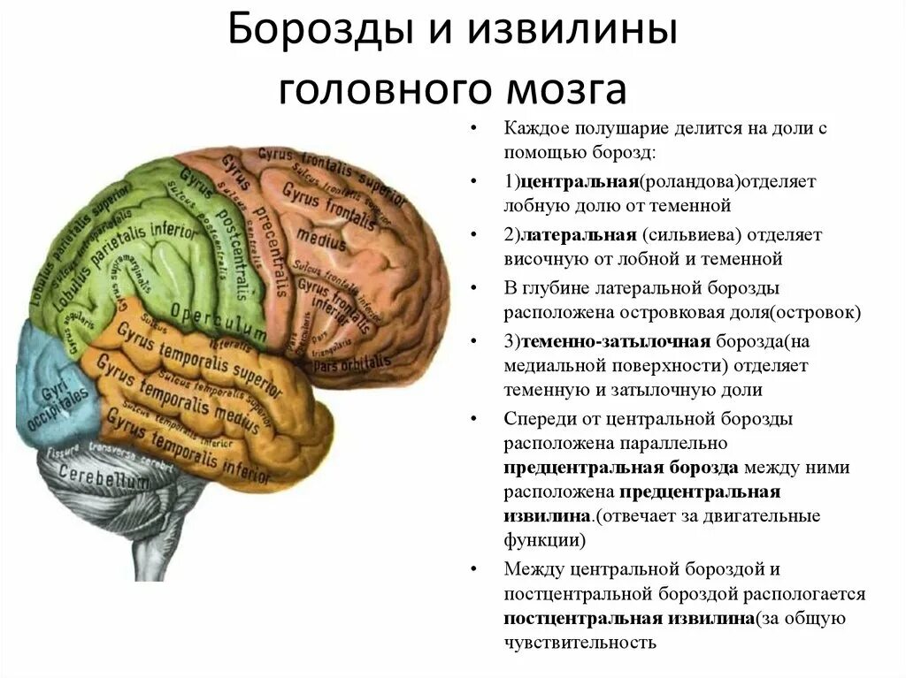 Значение борозд и извилин в головном мозге