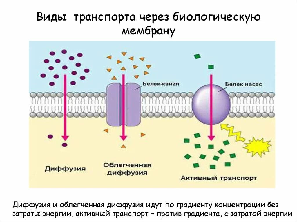Из чего состоит атом элементарные частицы. Активный транспорт веществ через мембрану первичный и вторичный. Реакционный центр фотосистемы. Структура и функции компонентов дыхательной цепи. Активный и пассивный транспорт.