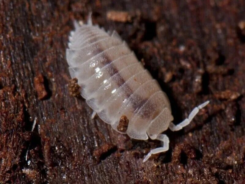 Trichorhina tomentosa. Белая Тропическая мокрица. Томентоза мокрица. Мокрица Жук. Мокрица маленькая