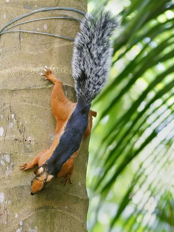 Пестрая белка. Белка Стейнджера. Sciurus VARIEGATOIDES. Белка Ратуфа. Пёстрая белка.