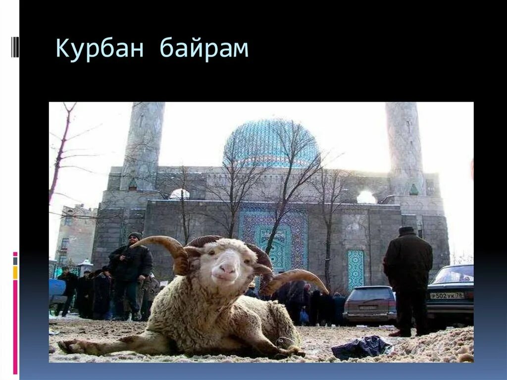 Что значит курбан. С праздником курбан байрам. курбан-байрам смешные.