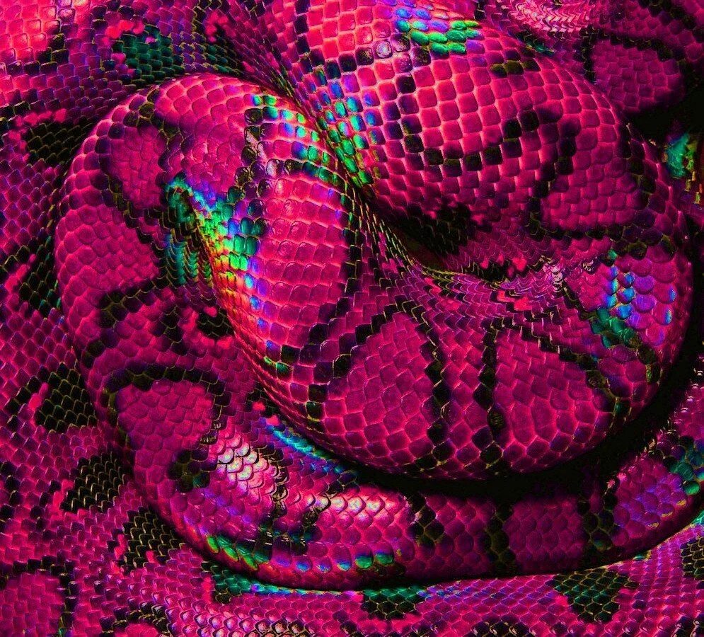 I m snake. Патагонский фиолетовый питон. Розовый питон змея. Королевский питон розовый. Радужный Королевский питон.