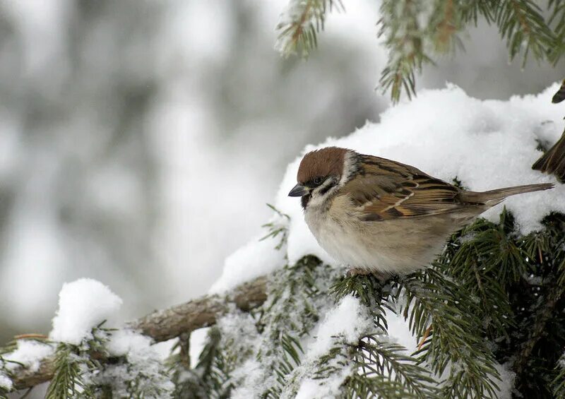 Воробей на елке. Елка воробьи. Картинки на рабочий стол птицы. Елка воробьи. Воробушки на кормушке.