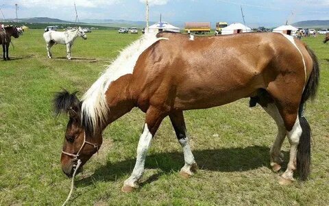 Порно анальды пойыз