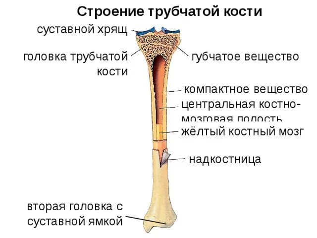 Схема строения длинной трубчатой кости. Длинная трубчатая кость строение. Строение трубчатых костей анатомия. Строение длинных трубчатых костей анатомия. Части трубчатой кости