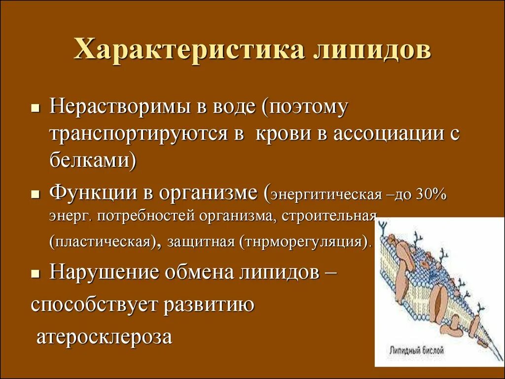 Основное свойство липидов. Общая характеристика липидов. Функции липидов в организме. Характеристика лтпилам.