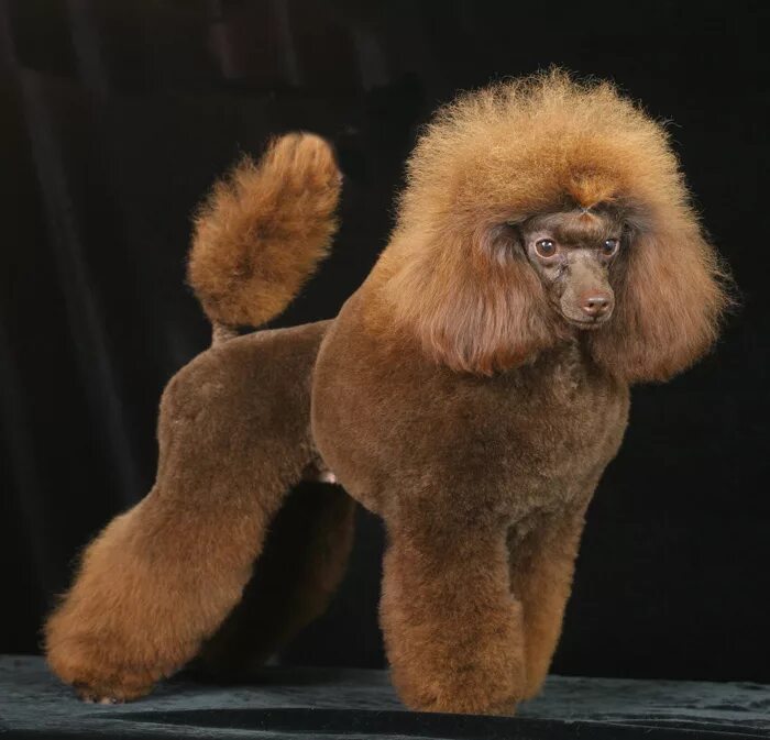 карликовый пудель шоколадный. карликовый пудель шоколадный. той пудель коричневый. мини пудель. карликовый пудель нестриженный.