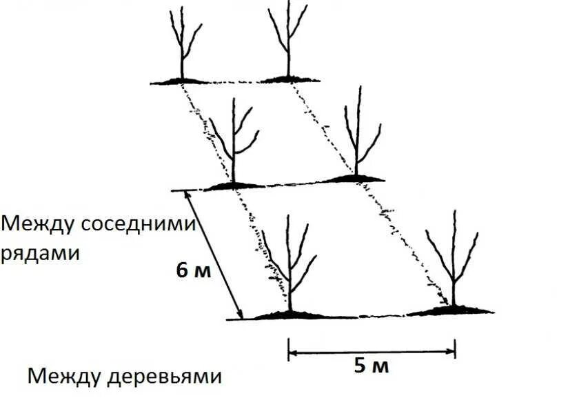 Высота саженца розы 10 см какой высоты. Схема посадки саженцев персика. Посадка яблони схема посадки. Схема посадки колоновидных фруктовых деревьев. Схема посадки вишни карликовой.