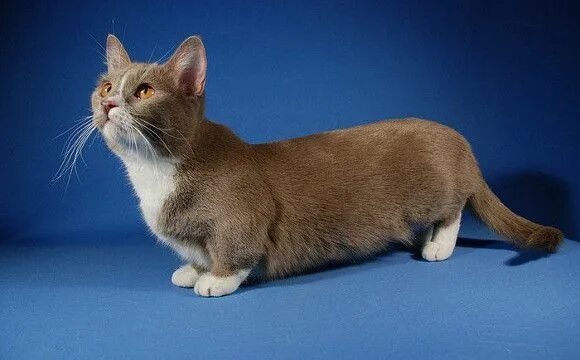 Stumpy cat returns Munchkin cat, Cat call, Cute animals