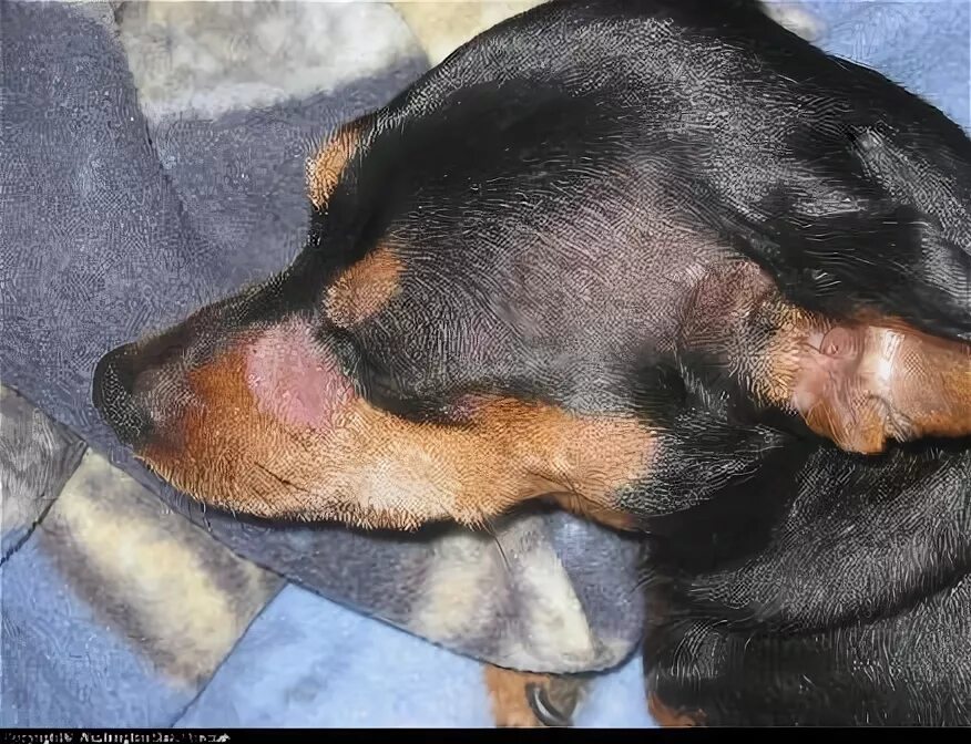 Aloe vera para la piel de los perros - beneficios y cómo aplicarlo - Propiedades