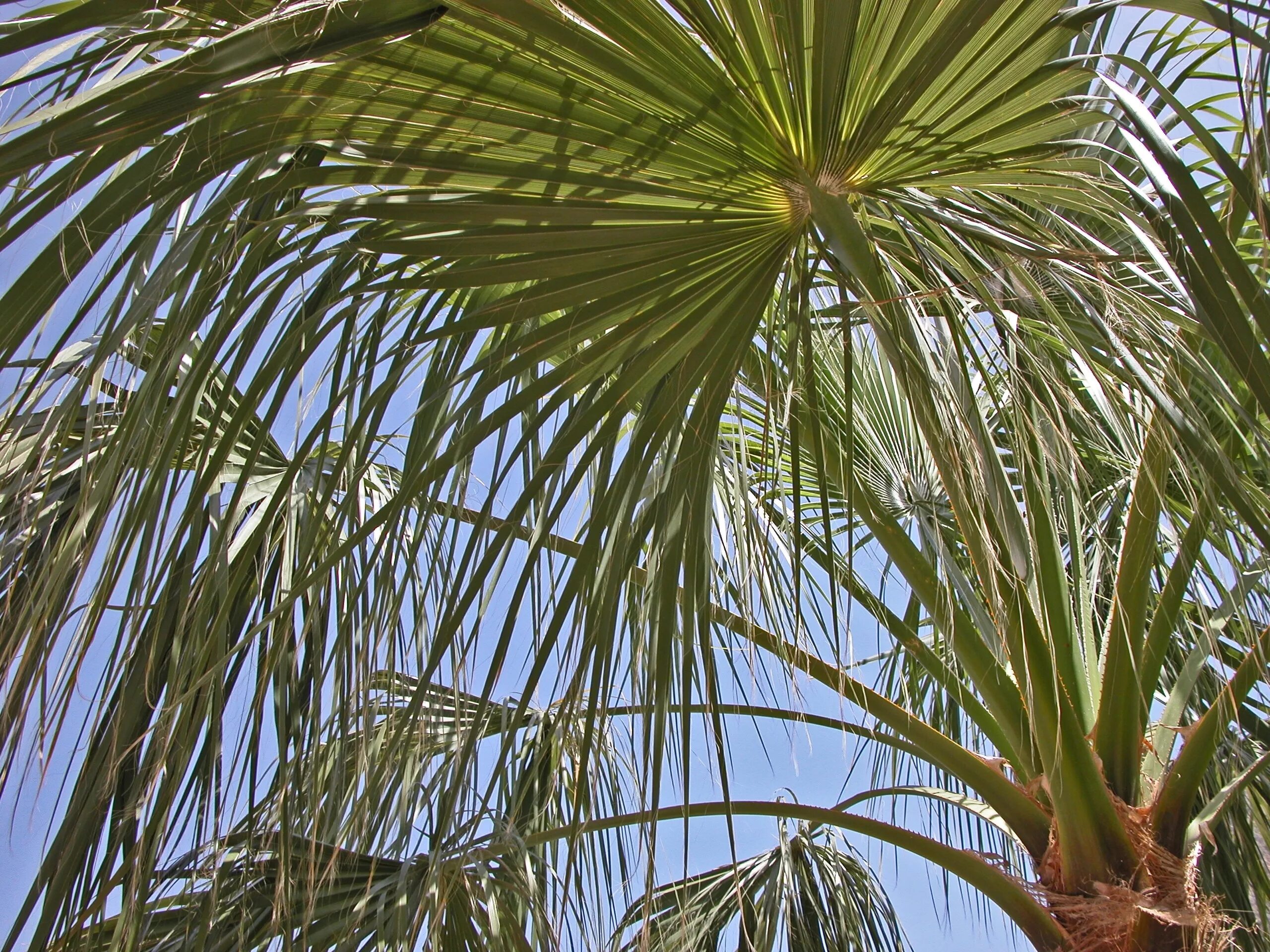 Веерная финиковая Пальма. Rhapidophyllum hystrix (Пальма дикобраза). Рафия Пальма. Пальма сабаль.
