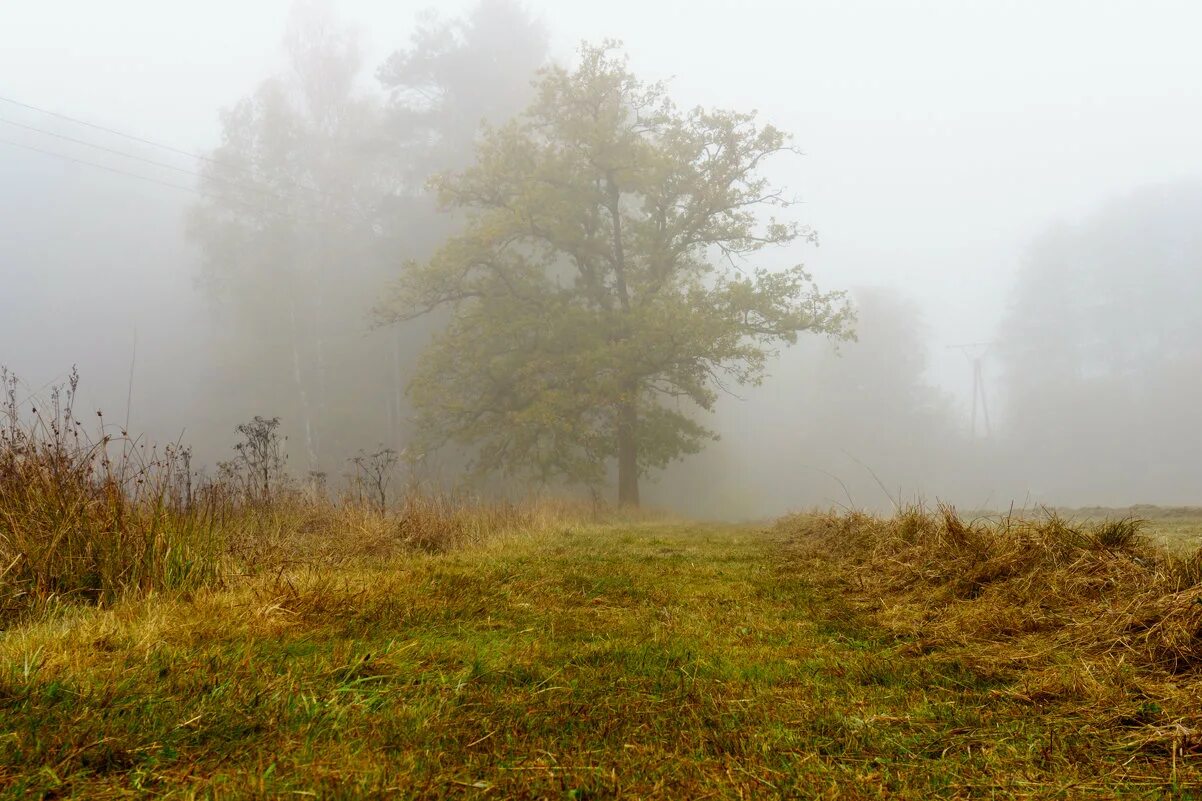 Осенние холодные туманы. Осеннее поле в тумане. Осенний туман. Туман осенью. Осеннее туманное поле.