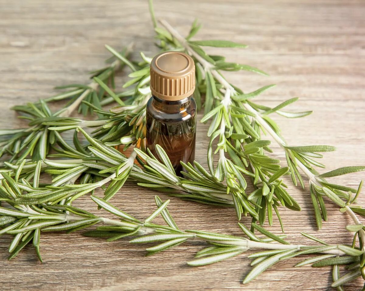 Aromatica rosemary. Розмариновое масло. Масло розмарина. Масло розмарина пищевое. Шампунь с маслом розмарина.