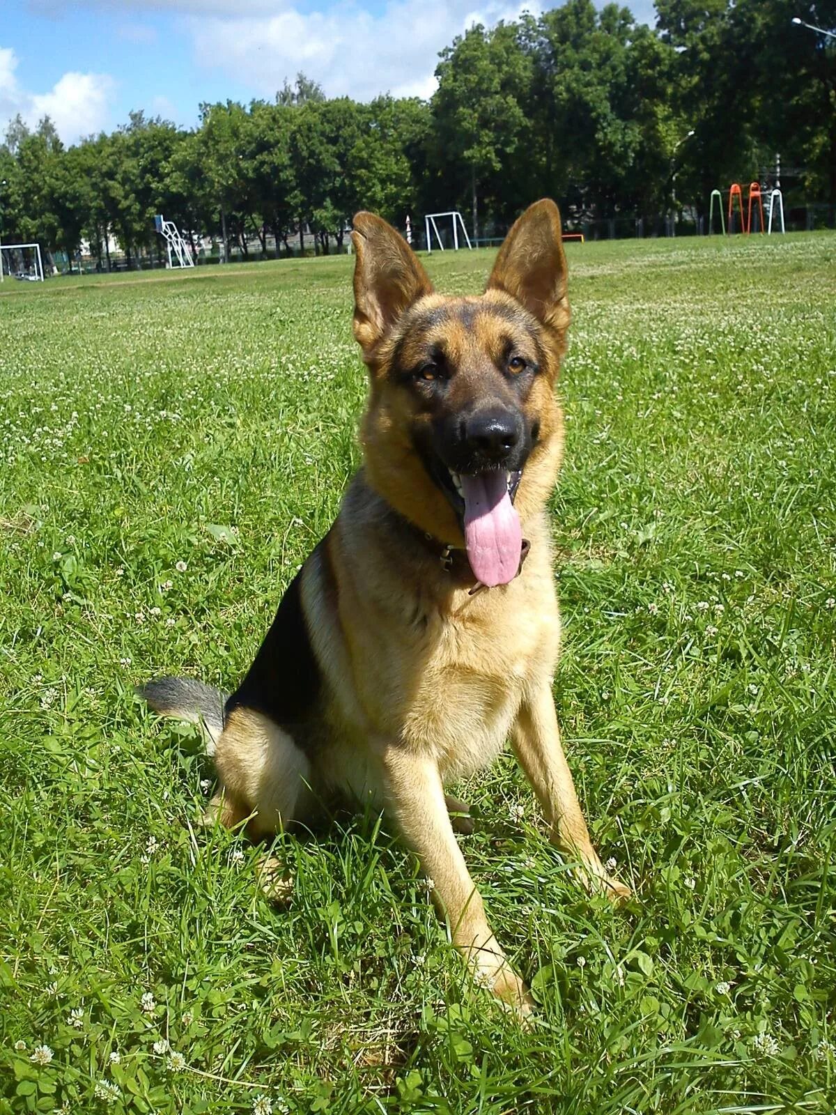 немецкая овчарка на прогулке летом. немецкая овчарка с человеком. овчарка гуляет. немецкая овчарка длинношерстная.