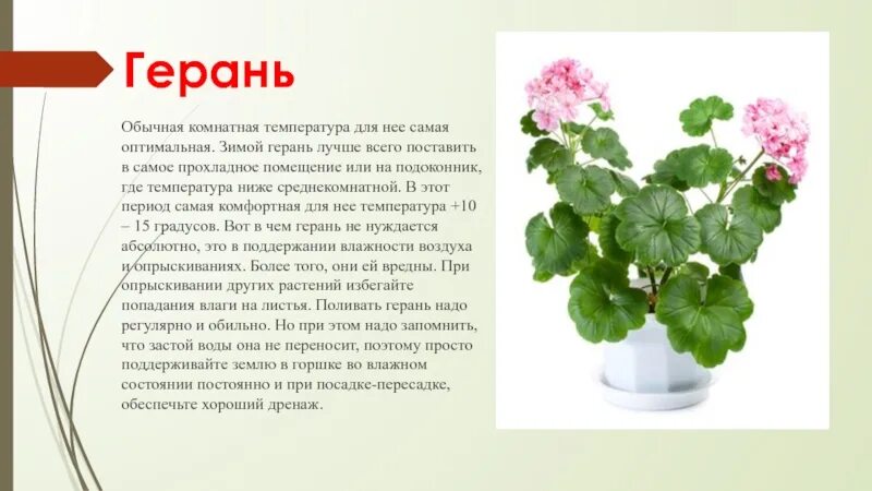 Описание листа пеларгонии