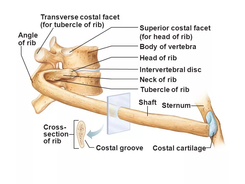 Superior costal facet. Tubercle of Rib. Rib Cartilage. Facet перевод