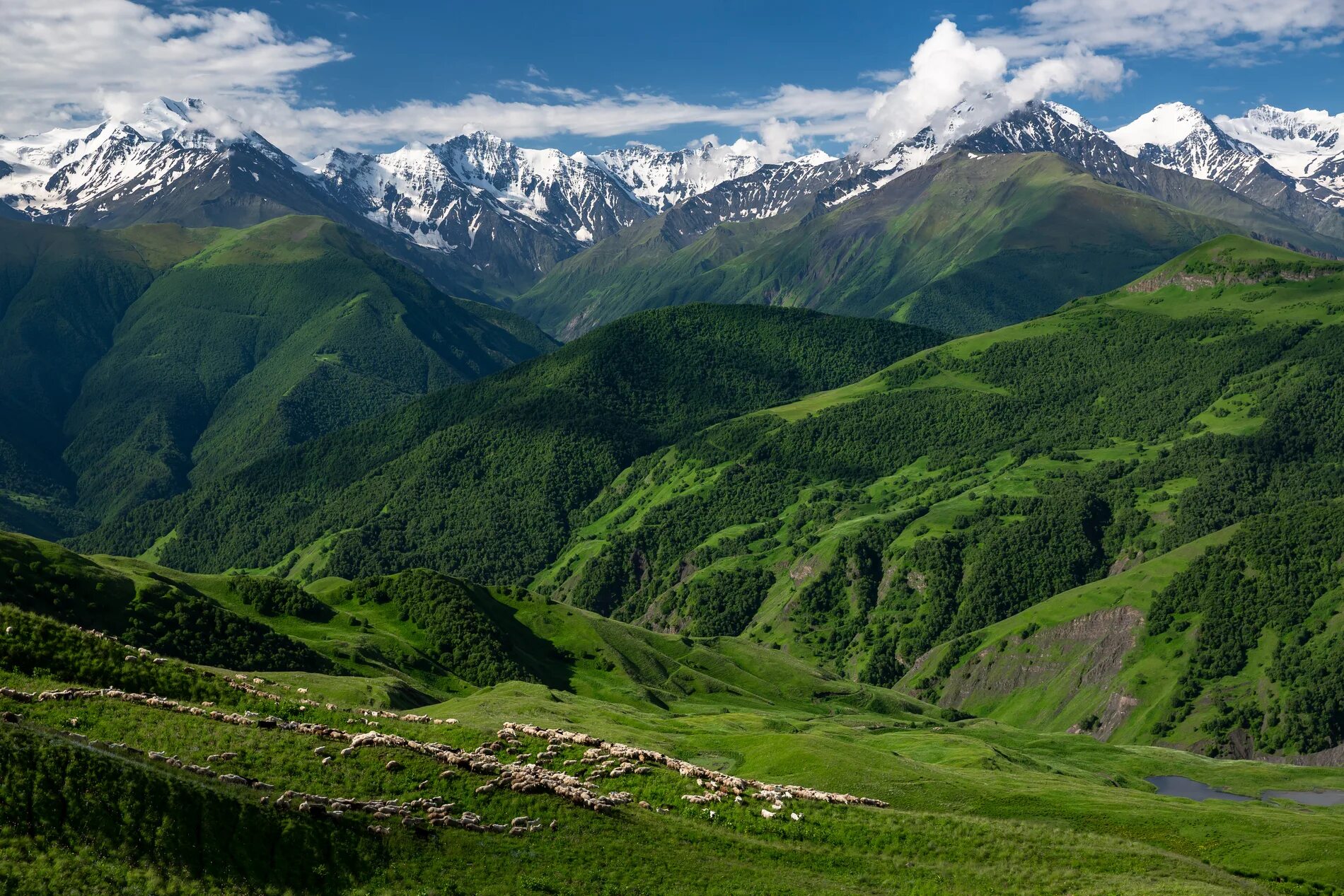 Северный кавказ интересное. Северная Осетия горы Альпийские Луга. Чеченская Республика горы Чеченской Республики. Итум Калинский район Альпийские Луга. Альпийские Луга Северного Кавказа.