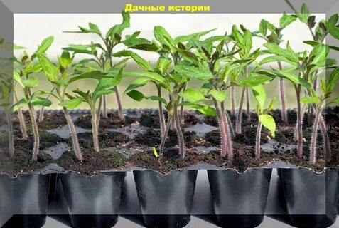 Как вырастить дома рассаду помидор