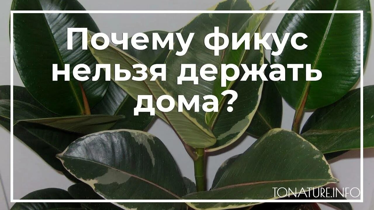Что обозначает фикус. Фикус каучуконосный суеверия. фикус каучуконосный мужегон. фикус суеверия. фикус цветок приметы и суеверия.