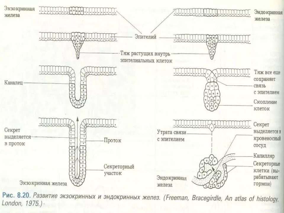 Железистый экзокринный эпителий. Экзокринные железы классификация гистология. Железистый экзо эпителий. Железистый эпителий схема экзокринных и эндокринных желез. Экзокринные железы выводные протоки