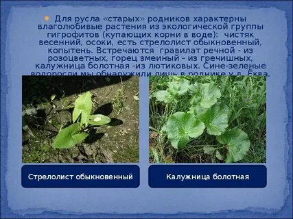 Сциофиты примеры